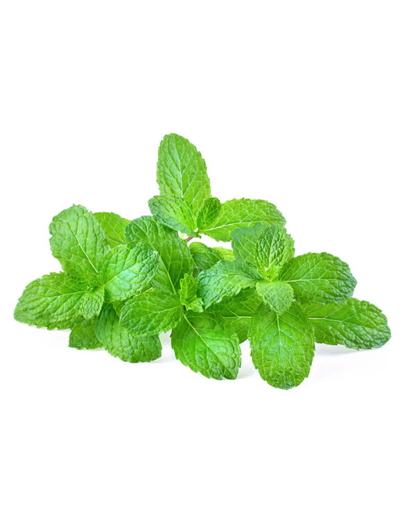 Mint Leaves